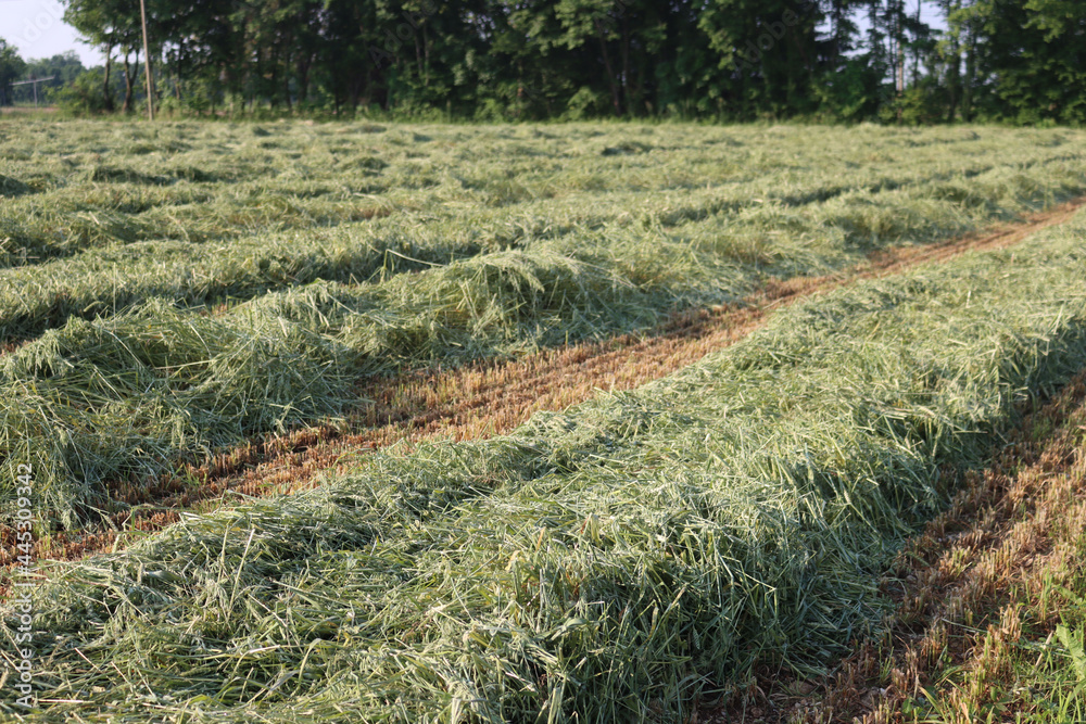 Mowed green wheat and Oat field for animal forage on summer. Wheat and Oat plants cut in rows Mowed green wheat and Oat field for animal forage on summer. Wheat and Oat plants cut in rows