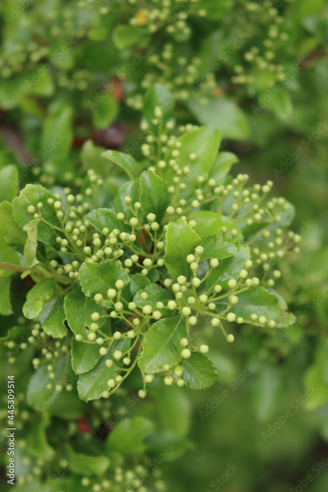 Close-up of Pyracantha bush with many small white blossoms on branches. Firethorn in bloom on summer Close-up of Pyracantha bush with many small white blossoms on branches. Firethorn in bloom on summer