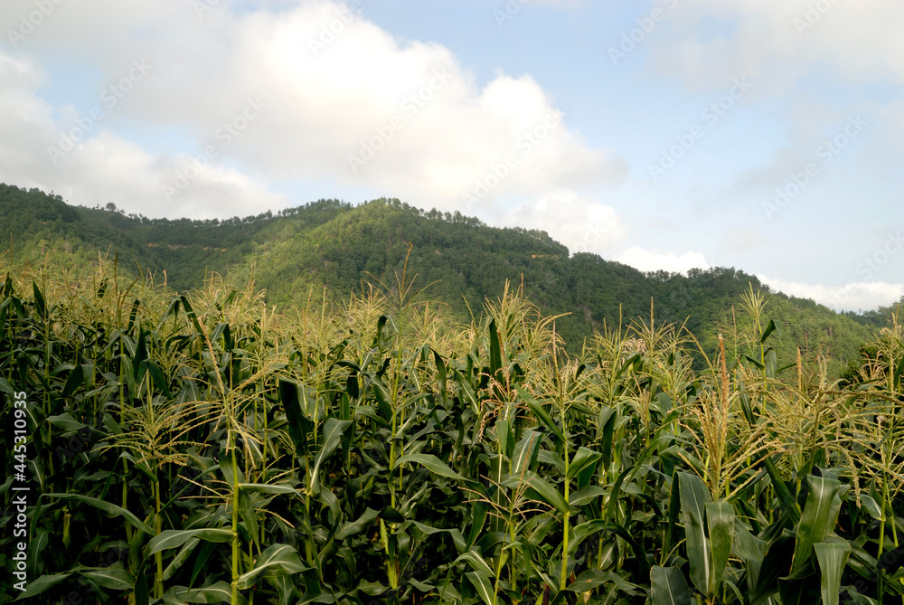 corn field under sky