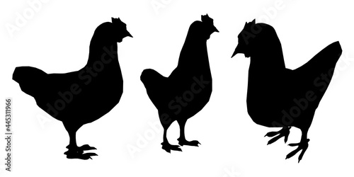 Set with silhouettes of chicken in different positions isolated on white background. Vector illustration