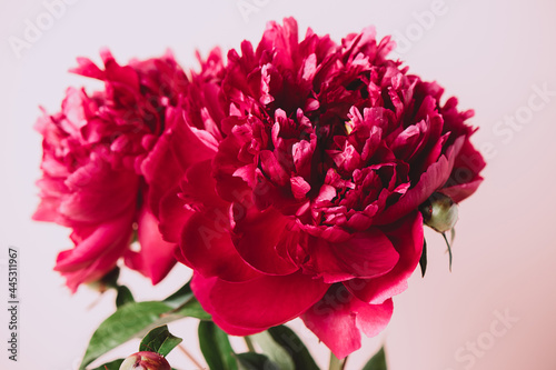 Blooming red burgundy peony flowers close-up on a pastel pink background copy space