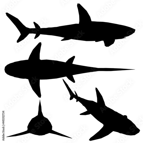 Set with silhouettes of shark in different positions isolated on white background. Vector illustration