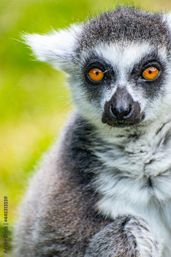 Fototapeta premium Portrait of a funny ring-tailed lemur (Lemur catta)looking at the camera on blurred green background