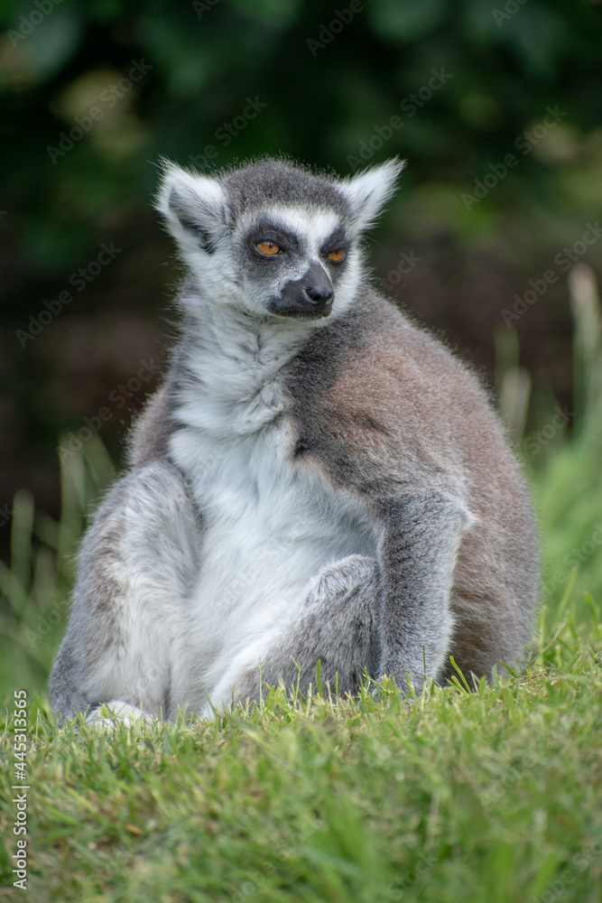Fototapeta premium Funny furry lemur sitting on the grass