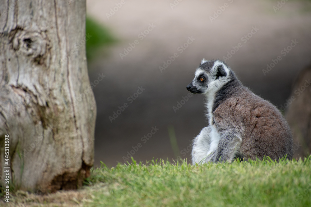 Fototapeta premium Shallow focus of a lemur in the zoo