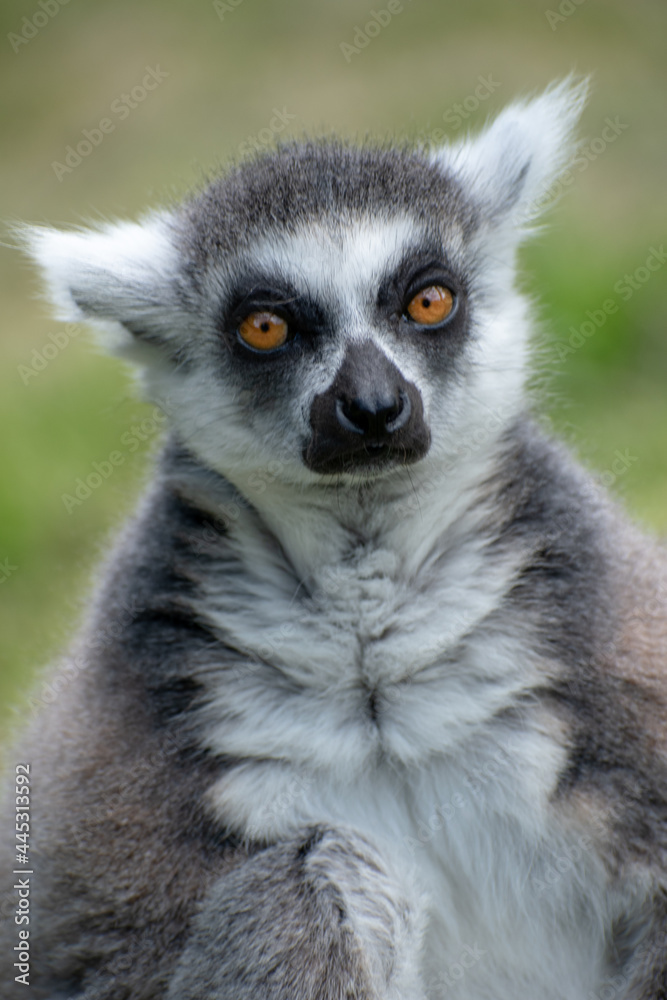 Fototapeta premium Vertical portrait of a lemur