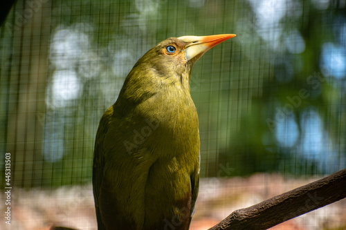Closeup shot of a picus bird in a cage photo