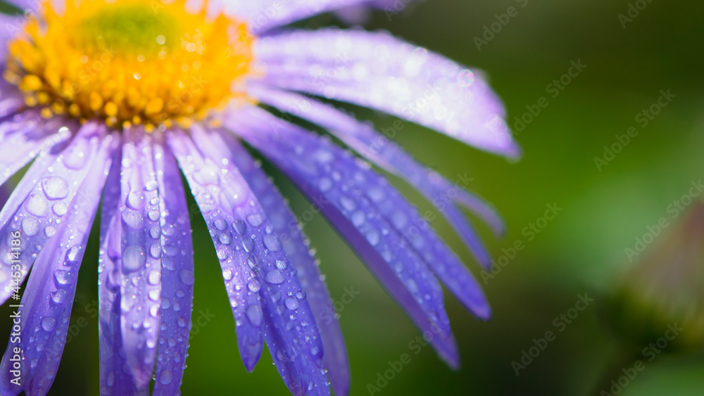 blue chamomile flowers. chamomile with drops after rain, morning dew, moisture on the petals. Beautiful blue flower on a blurred background. delicate purple chamomile with yellow pollen in the center blue chamomile flowers. chamomile with drops after rain, morning dew, moisture on the petals. Beautiful blue flower on a blurred background. delicate purple chamomile with yellow pollen in the center