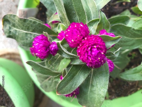 Beautiful flowers in summer, Colorado.