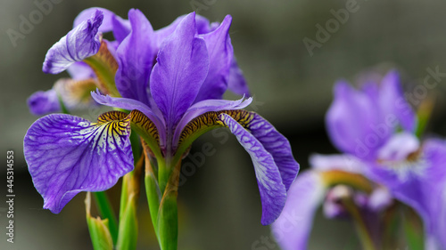 Fototapeta Naklejka Na Ścianę i Meble -  Irideae. Purple iris flowers are blooming in the garden. blue and purple flowers in the garden. macro photo, floral natural background. beautiful flowers close-up. blurred green background