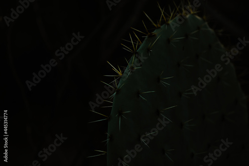 Dark and moody image of prickly pear cactus with spikes illuminated by soft natural light. Black background with copy space. photo