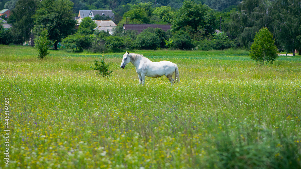 Fototapeta premium beautiful white horse on green grass in the field. Arabian horse, white horse stands in an agriculture field with juicy grass in sunny weather. strong, hardy and fast animal. grazing in the meadow