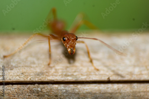 ant on a wood, ant on ground ,ant in macro, macro photography, eyes of ant, tiny legs, insects, © _om.6_