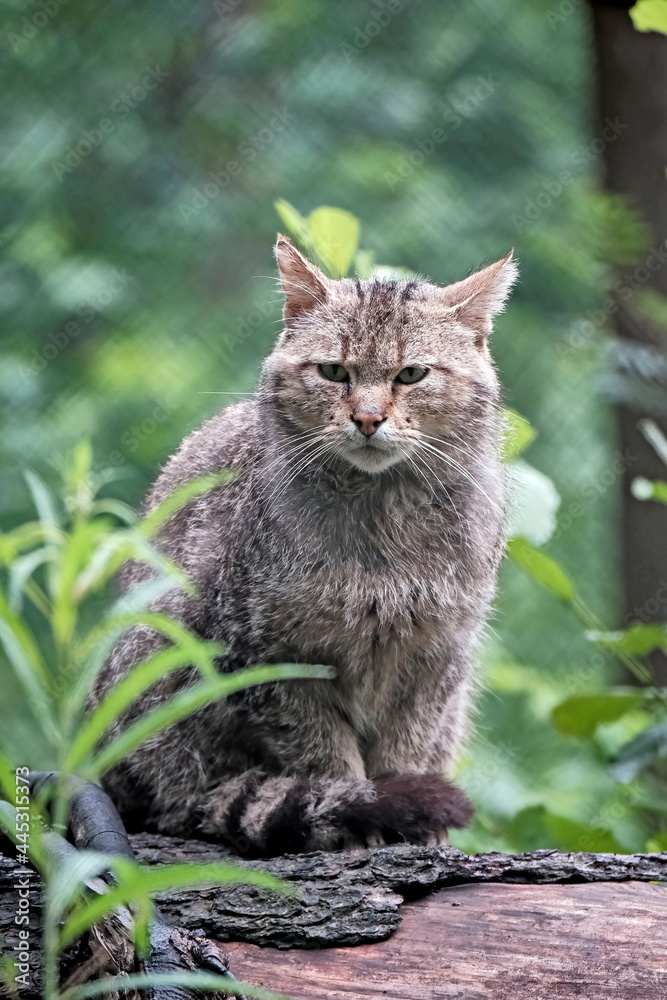 Europäische Wildkatze oder Waldkatze ( Felis silvestris ). Europäische Wildkatze oder Waldkatze ( Felis silvestris ).