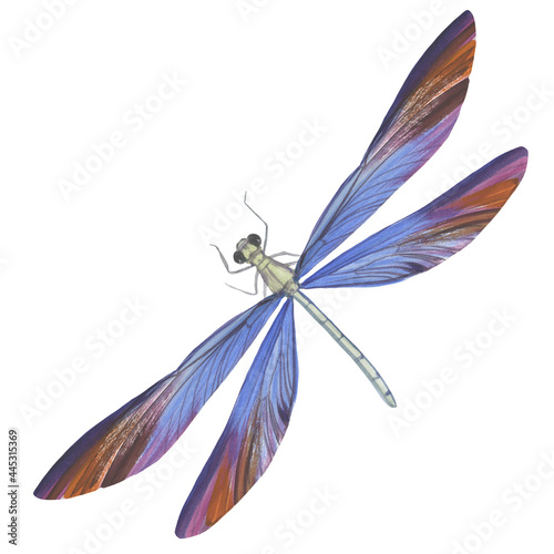 Dragonfly isolated on a white background, painted with watercolor for design, print, print, postcard.