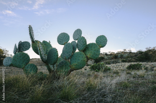 Landscape image of prickly pear cactus week growing in rocky natural setting photo
