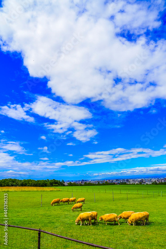 羊ヶ丘展望台の羊 北海道観光 札幌市 © beeboys