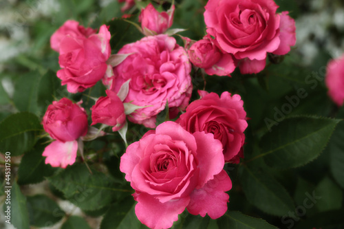 beautiful bright pink garden roses