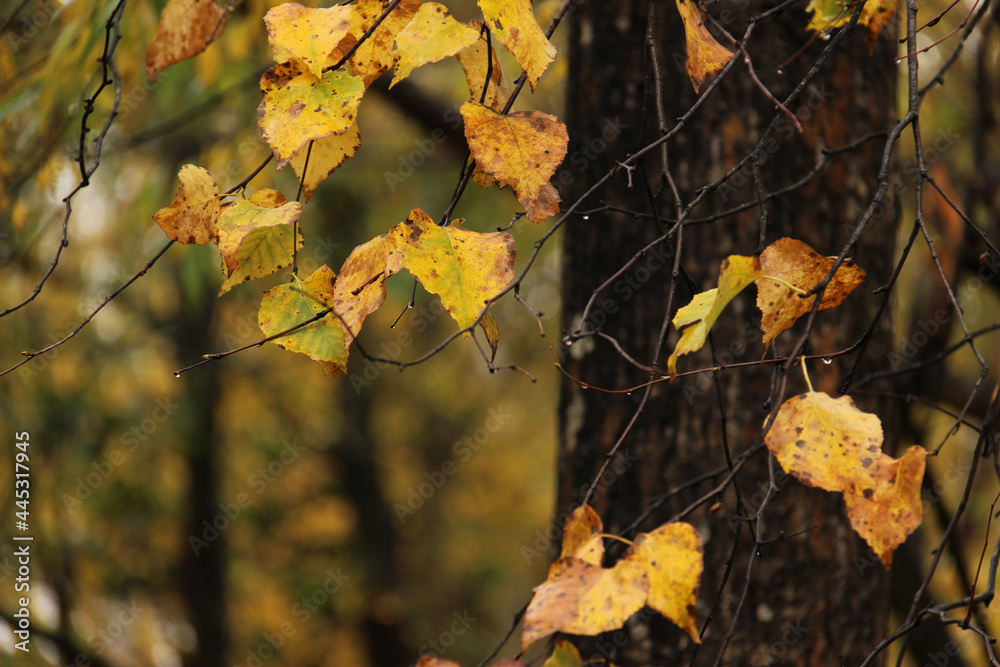 Obraz premium 黄葉の木の葉