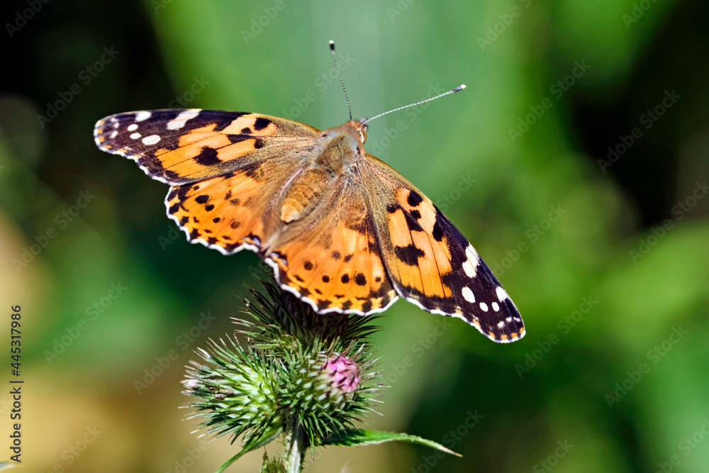 Distelfalter ( Vanessa cardui ) auf dem Blütenstand einer Eselsdistel ( Onopordum acanthium ). Distelfalter ( Vanessa cardui ) auf dem Blütenstand einer Eselsdistel ( Onopordum acanthium ).