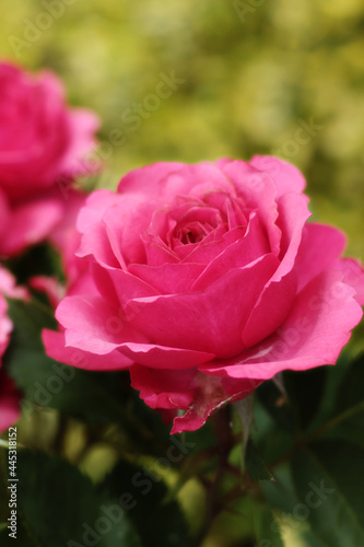 beautiful bright pink garden roses