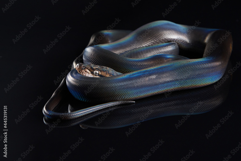Reticulated Python (Python reticulatus) on black background. rainbow ...