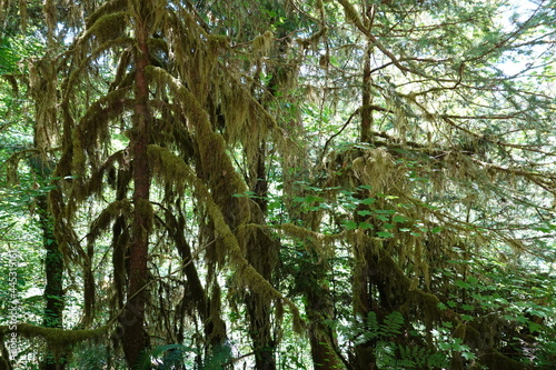 The Hoh Rain Forest is located in the stretch of the Pacific Northwest rainforest which once spanned the Pacific from southeastern Alaska to the central coast of California.
