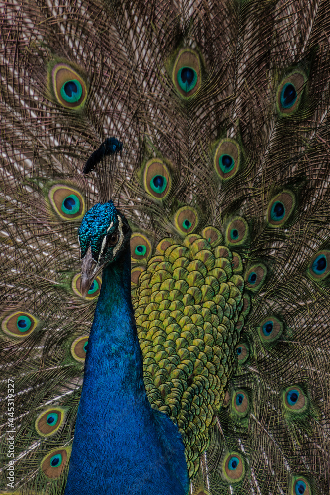 Obraz premium Pavo Real
