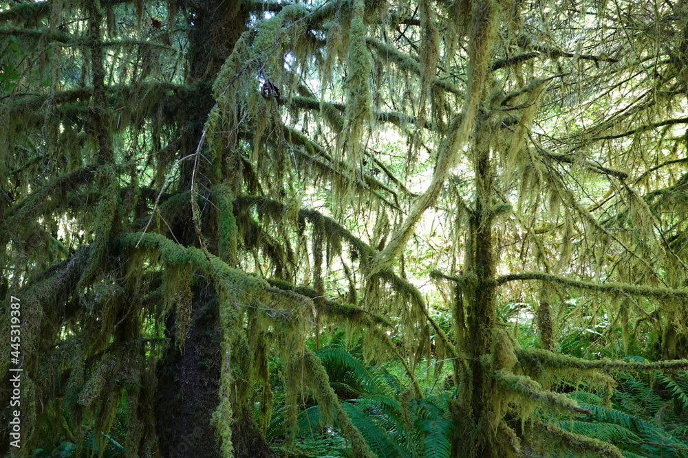 Naklejka premium The beautiful temperate rain forest that is the Hoh Rain Forest is one of Washington's best-kept secrets.