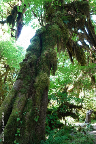 The Hoh Rainforest is located on the Olympic Peninsula in western Washington. It is one of the largest temperate rainforests in the U.S.