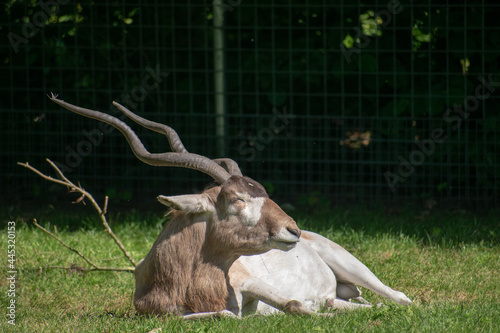 Beautiful shot of a white antelope (Addax nasomaculatus) lying on the grass in a park photo