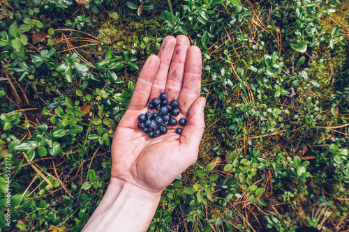 A handful of blueberries. Tourist hand holding bunch of berries photo. Closeup hand and fresh berries