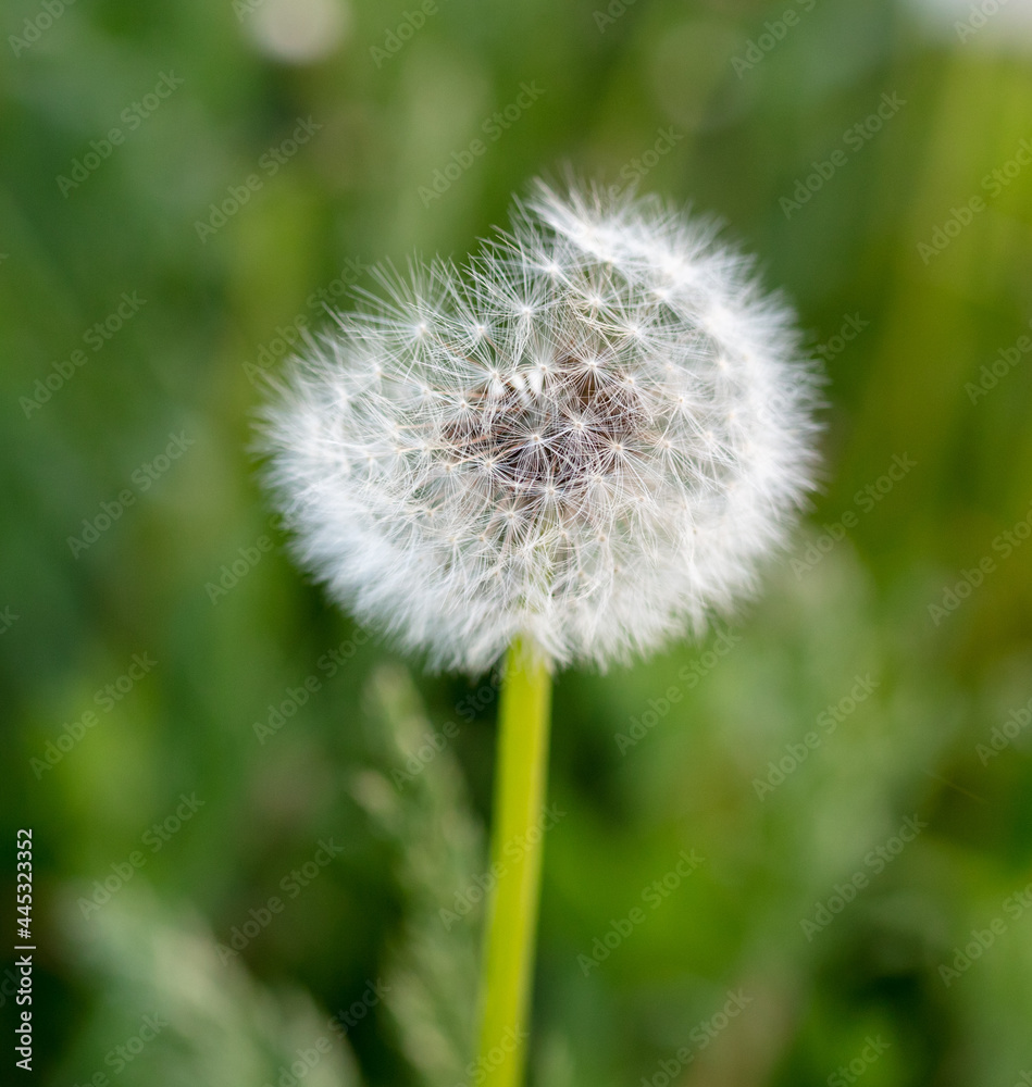 Fluffy dandelion in the park.