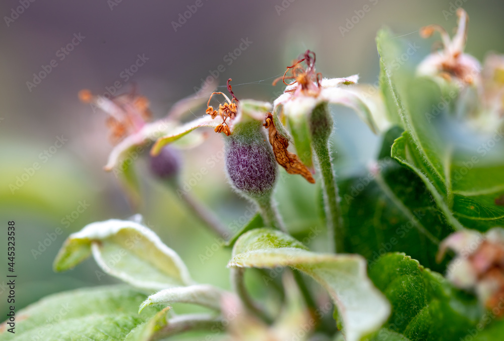 Small apples on the tree in spring. Small apples on the tree in spring.