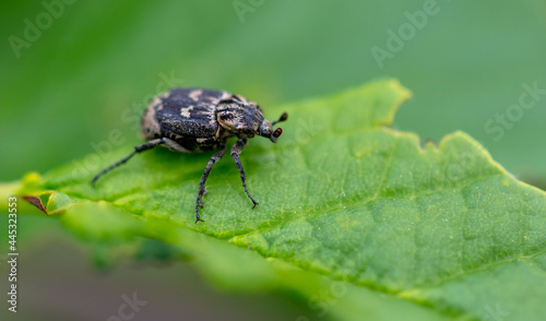 Fototapeta Naklejka Na Ścianę i Meble -  Close-up of a beetle on a green leaf.
