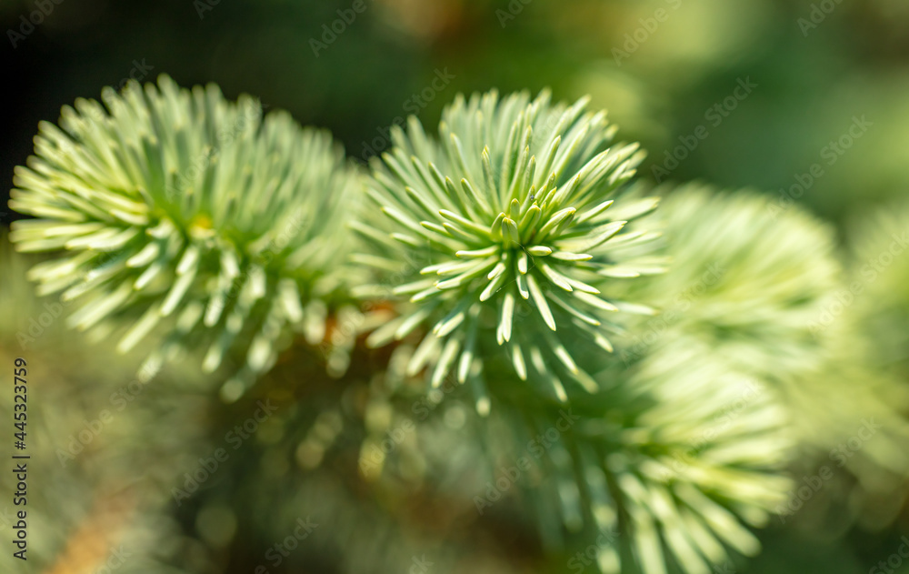 Green needles on coniferous branches in the park. Green needles on coniferous branches in the park.