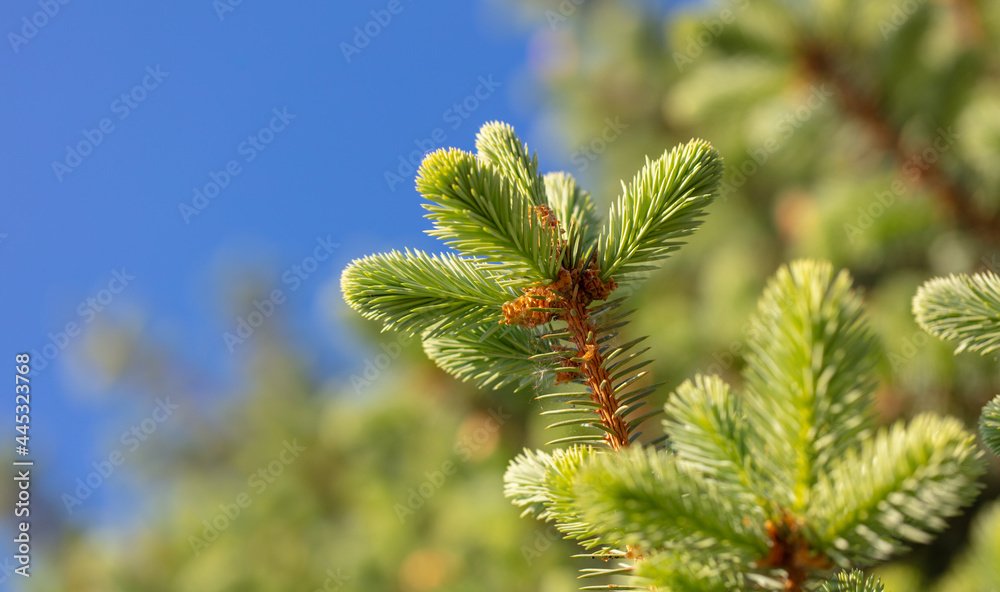 Green needles on coniferous branches Green needles on coniferous branches