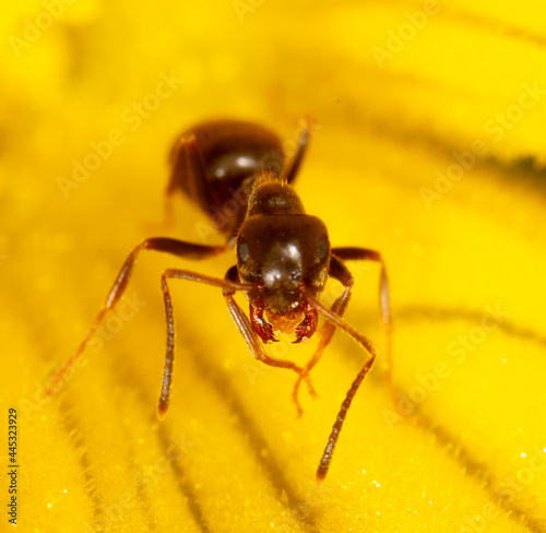 Close-up of an ant on a yellow flower in nature. © schankz