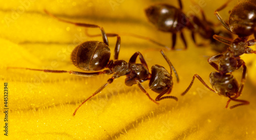 Close-up of an ant on a yellow flower in nature.