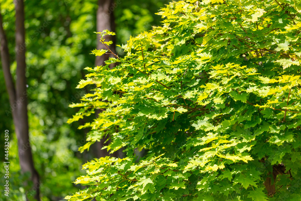 Green leaves on a tree