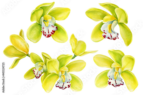 Set Tropical flowers, Yellow Orchids on isolated white background, watercolor botanical illustration