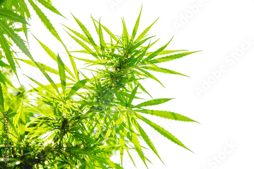 Thai Marijuana leaves  Cannabis or Hemp illegal plant tree Asian Thai pecies isolated on white background.