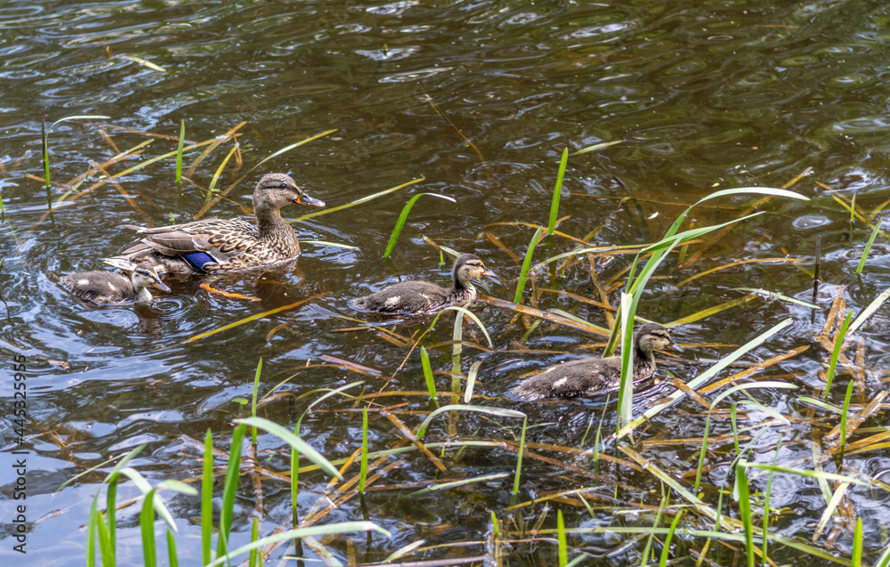 Mother duck with ducklings are swimming on the pond. Wildlife watching. Mother duck with ducklings are swimming on the pond. Wildlife watching.
