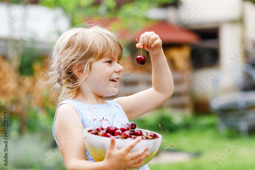 Little preschool girl picking and eating ripe cherries from tree in garden. Happy toddler child holding fresh fruits. Healthy organic berry cherry fruit  summer harvest season.