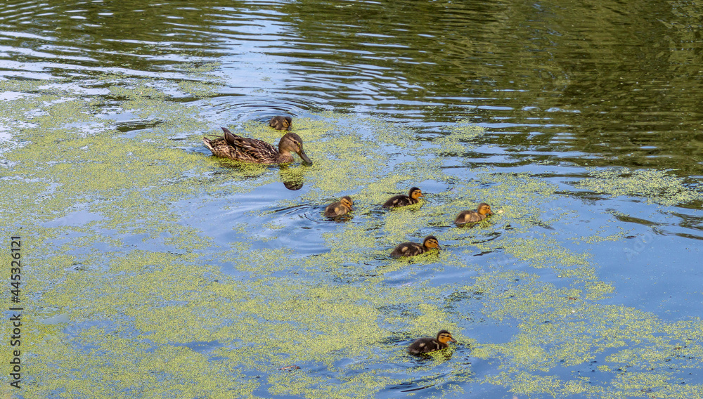 Mother duck with ducklings are swimming on the pond. Wildlife watching. Mother duck with ducklings are swimming on the pond. Wildlife watching.