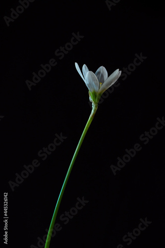 Delicate white Zephyranthes flower  also called fairy  rainflower  zephyr  magic and rain lilys. Isolated on a black background.