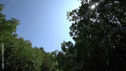 The tops of green large trees against the blue sky.