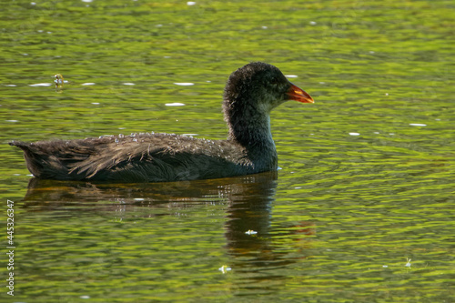 Eurasian coot (Fulica atra), is a member of the rail and crake bird family. photo