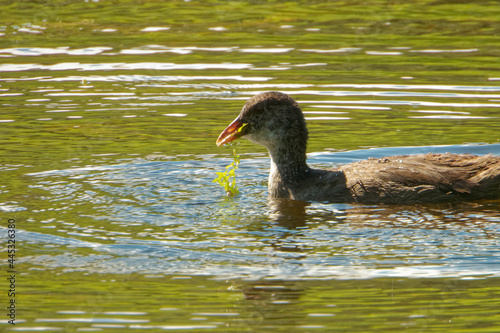 Eurasian coot (Fulica atra), is a member of the rail and crake bird family. photo