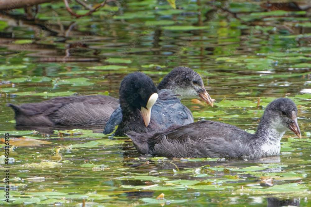 Eurasian coot (Fulica atra), is a member of the rail and crake bird family. Eurasian coot (Fulica atra), is a member of the rail and crake bird family.